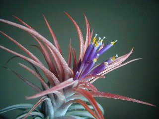 Tillandsia Tillandsia